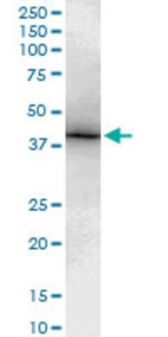 Monoclonal Anti-TBX6 antibody produced in mouse