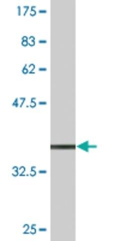 Monoclonal Anti-TCEAL1 antibody produced in mouse