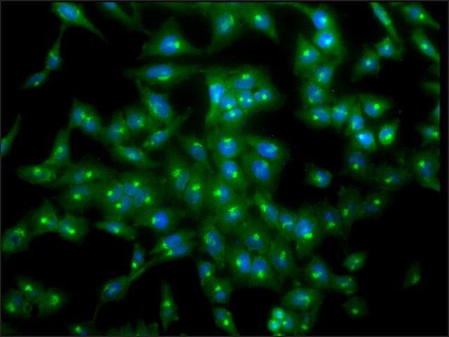 Monoclonal Anti-Tcp1-Alpha antibody produced in rat