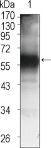 Monoclonal Anti-TEC antibody produced in mouse