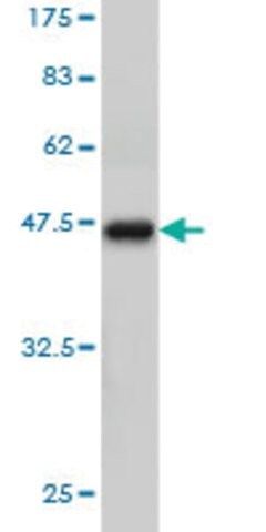 Monoclonal Anti-TCEB3 antibody produced in mouse