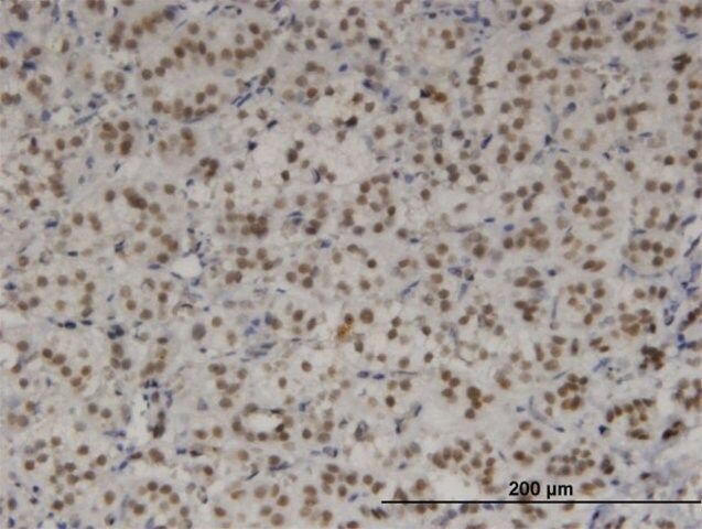 Monoclonal Anti-TBX3 antibody produced in mouse