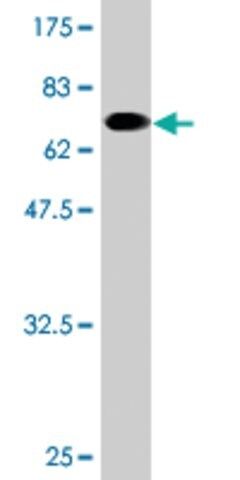 Monoclonal Anti-TCN2 antibody produced in mouse