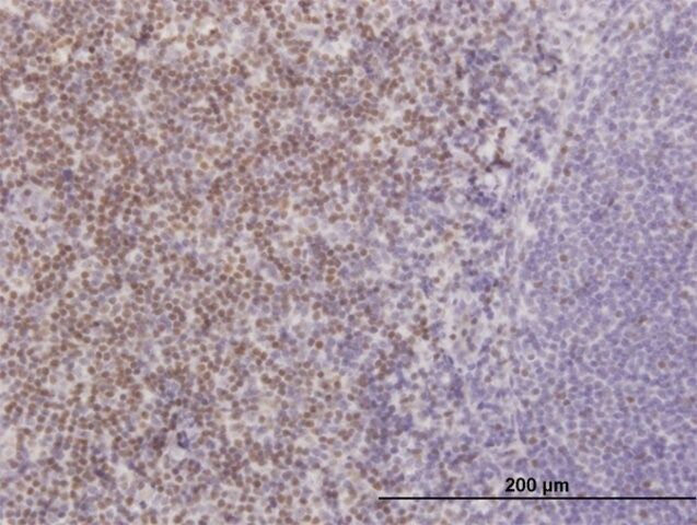 Monoclonal Anti-TCF7, (C-terminal) antibody produced in mouse