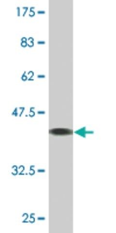 Monoclonal Anti-TCAP antibody produced in mouse