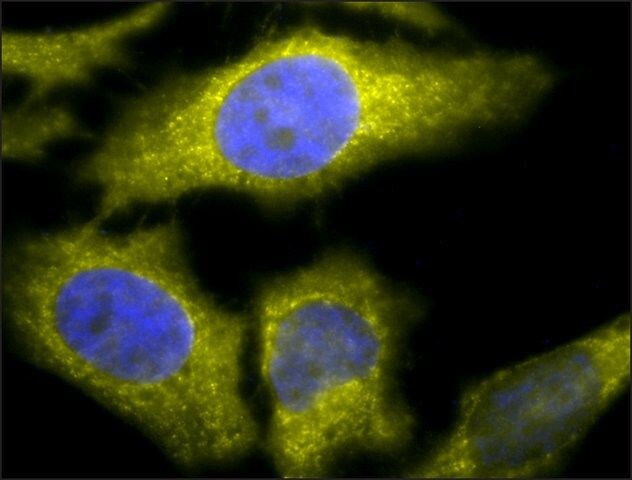 Monoclonal Anti-Tcp1 Alpha-Atto 594 antibody produced in rat