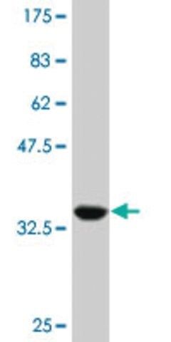 Monoclonal Anti-TCF2 antibody produced in mouse