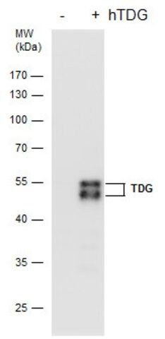 Monoclonal Anti-TDG antibody produced in mouse