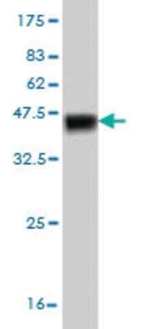 Monoclonal Anti-TESK2 antibody produced in mouse