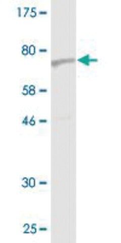 Monoclonal Anti-SEPT10 antibody produced in mouse