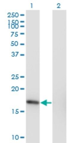 Monoclonal Anti-SNX3 antibody produced in mouse