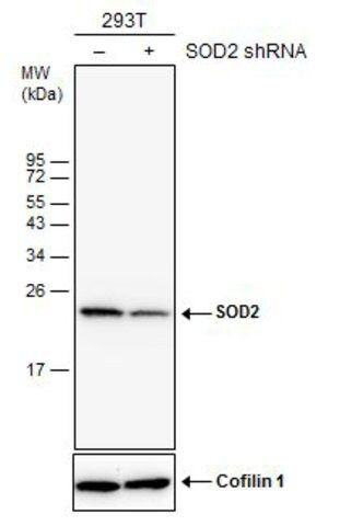 Monoclonal Anti-SOD2 antibody produced in mouse