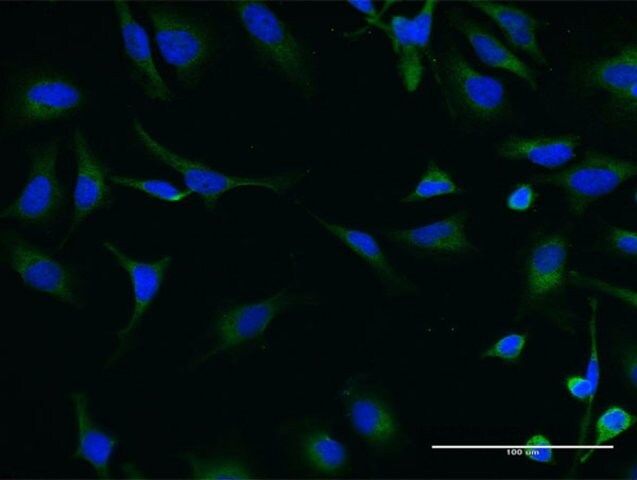 Monoclonal Anti-SNF1LK2 antibody produced in mouse