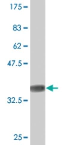 Monoclonal Anti-SNX1 antibody produced in mouse