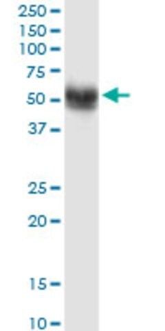 Monoclonal Anti-SNX17 antibody produced in mouse