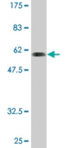 Monoclonal Anti-SNX11 antibody produced in mouse