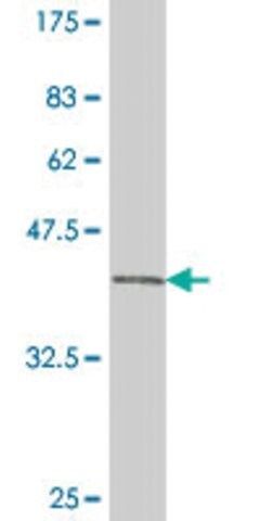 Monoclonal Anti-PAX3 antibody produced in mouse