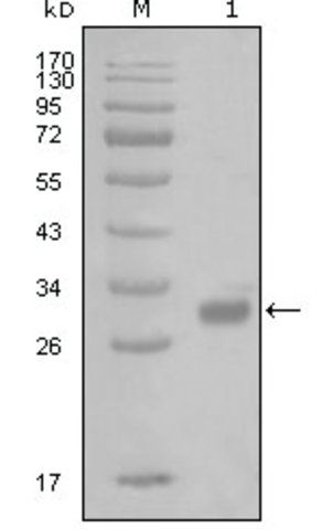 Monoclonal Anti-PAR1 antibody produced in mouse