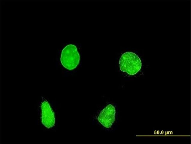 Monoclonal Anti-PAX8 antibody produced in mouse