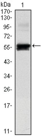 Monoclonal Anti-PAX6 antibody produced in mouse