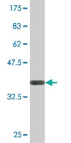 Monoclonal Anti-PANK3 antibody produced in mouse