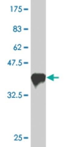 Monoclonal Anti-PASD1, (N-terminal) antibody produced in mouse