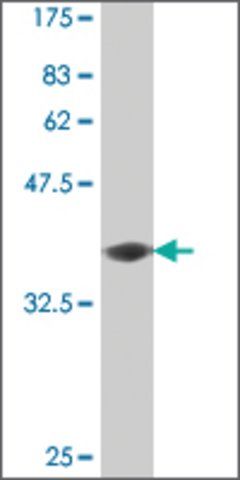 Monoclonal Anti-PCDH11Y antibody produced in mouse