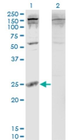 Monoclonal Anti-PDAP1 antibody produced in mouse