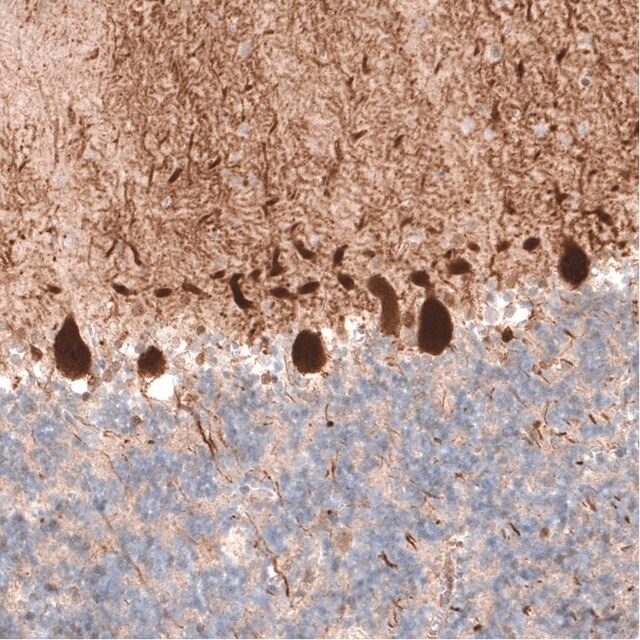 Monoclonal Anti-PCP4 antibody produced in mouse