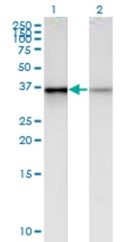 Monoclonal Anti-PHC2 antibody produced in mouse