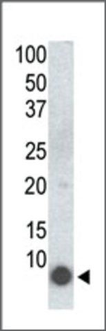 Monoclonal Anti-Phospho-PLM-S68 antibody produced in mouse