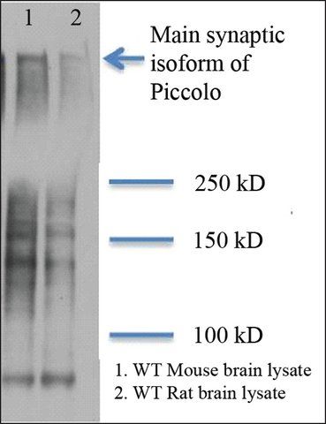 Monoclonal Anti-PCLO antibody produced in mouse