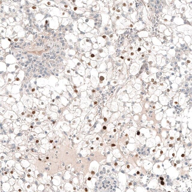 Monoclonal Anti-PAX8 antibody produced in mouse