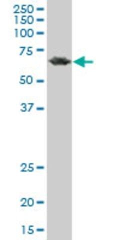 Monoclonal Anti-PCK2 antibody produced in mouse