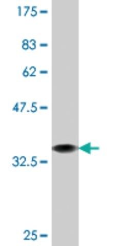 Monoclonal Anti-PCSK1, (C-terminal) antibody produced in mouse