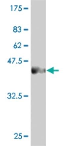 Monoclonal Anti-PCDHGC3 antibody produced in mouse