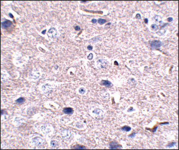 Monoclonal Anti-PD-1 antibody produced in mouse