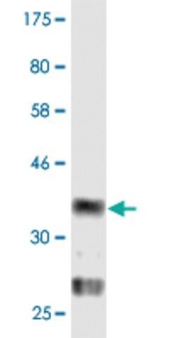 Monoclonal Anti-PGRMC2 antibody produced in mouse