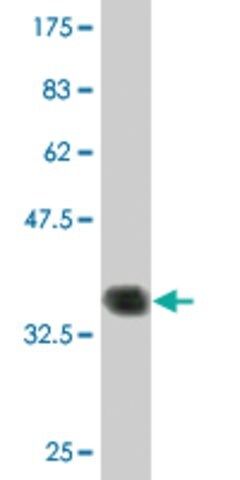 Monoclonal Anti-PCP4 antibody produced in mouse