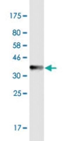 Monoclonal Anti-PHF6 antibody produced in mouse