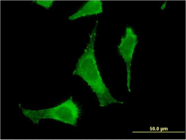 Monoclonal Anti-PGLS antibody produced in mouse