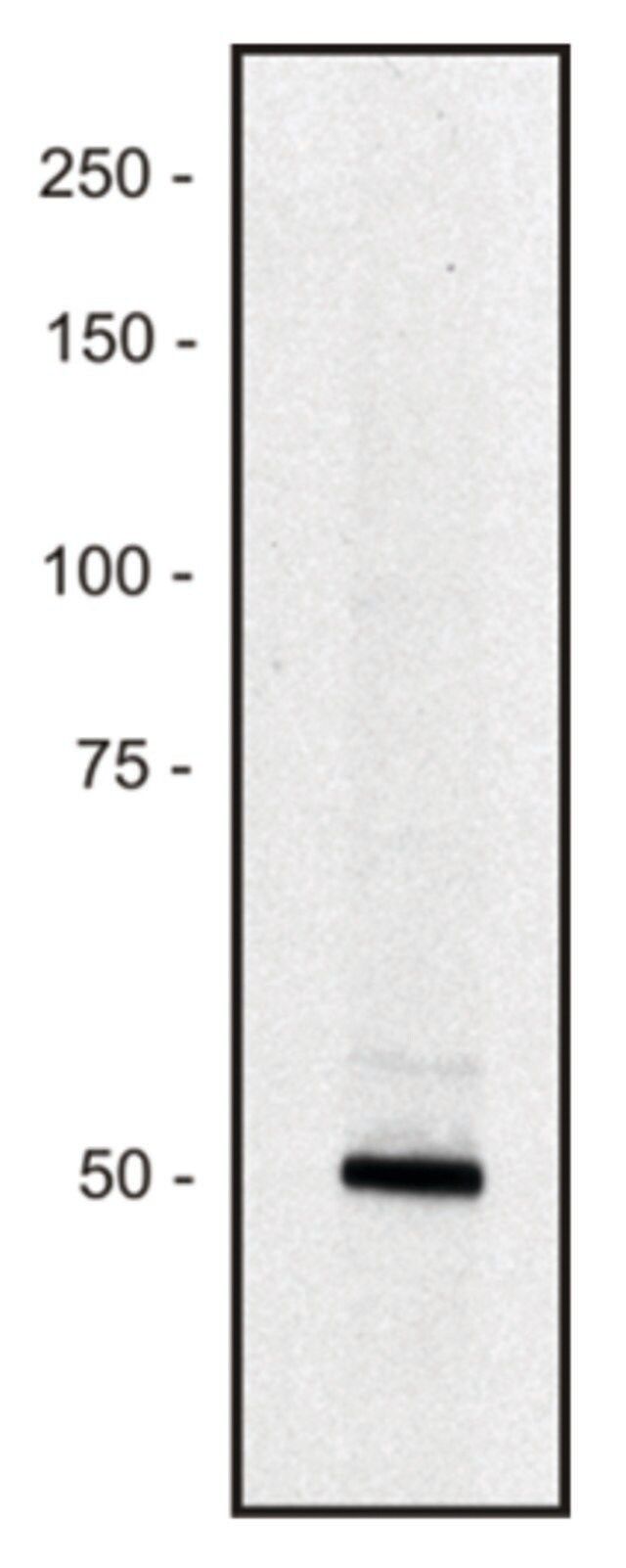 Monoclonal Anti-PCLO antibody produced in mouse