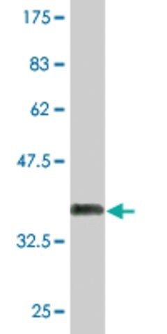 Monoclonal Anti-PHF7 antibody produced in mouse