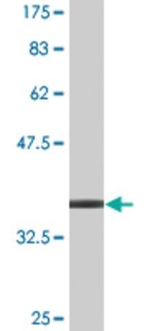 Monoclonal Anti-PHACTR2 antibody produced in mouse