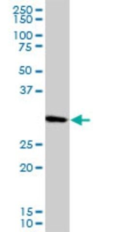 Monoclonal Anti-PCNA antibody produced in mouse