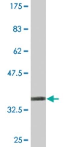 Monoclonal Anti-PHACTR3 antibody produced in mouse