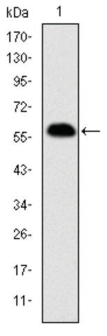 Monoclonal Anti-PHB antibody produced in mouse