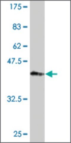 Monoclonal Anti-PKP4 antibody produced in mouse