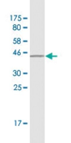 Monoclonal Anti-PIGR antibody produced in mouse