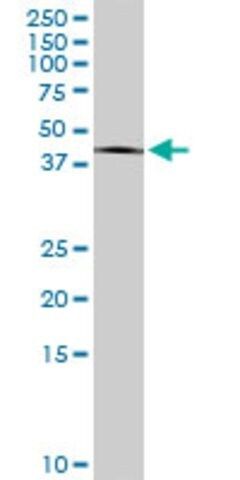 Monoclonal Anti-PITPNB, (C-terminal) antibody produced in mouse